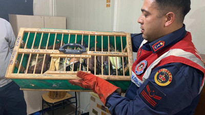 Jandarma otomobilde ele geçirildi! Hint horozu, keklik, güvencin ne ararsan var