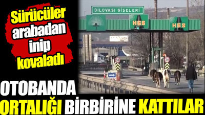 Otobana girip ortalığı birbirine kattılar! Sürücüler arabadan inip kovaladı