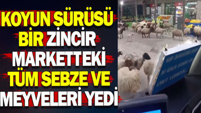 Koyun sürüsü bir zincir marketteki tüm sebze ve meyveleri yedi