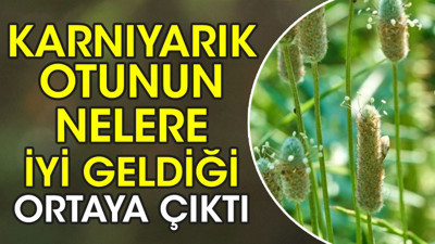 Karnıyarık otunun nelere iyi geldiği ortaya çıktı