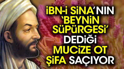 İbn-i Sina’nın ‘beynin süpürgesi’ dediği mucize ot şifa saçıyor