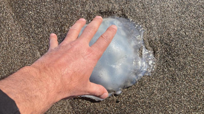 Sahiller yeniden denizanası ile doldu