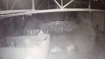 Kurt ahırın içine sessizce girdi sürüye aniden saldırdı