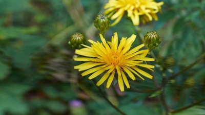 Sindirime yardımcı oluyor. Kuru öksürük ya da kronik öksürüğü tedavi ediyor. İşte o ot
