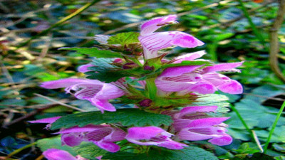 Tatlıbaba otu rahim hastalıklarına ve prostata şifa oluyor. Mucize otu böyle kullanın