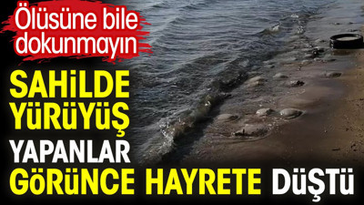 Sahilde yürüyüş yapanlar görünce hayrete düştü. Ölüsüne bile dokunmayın
