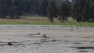 Bolu'da istilacı bitki türü keşfedildi