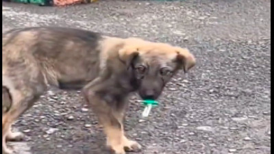 Ağzında emzikle dolaşan yavru sokak köpeği görenleri gülümsetti