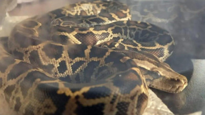 Trabzon'da otobüs terminalinde piton ele geçirildi