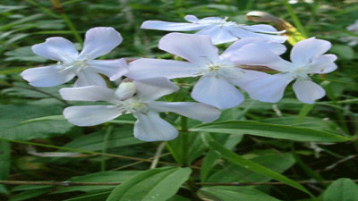 Bronşit ve kuru öksürüğe iyi geliyor. İşte mucize otun faydaları
