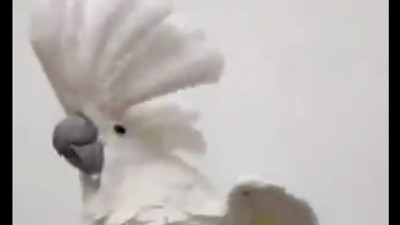 İlahi duyunca kendini kaybeden papağan güldürdü