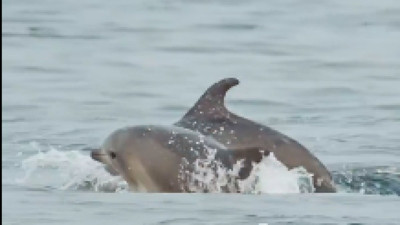 İstanbul Boğazı'nın sevimli misafirleri yunuslar görenleri gülümsetti