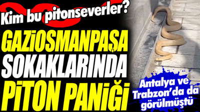 Gaziosmanpaşa sokaklarında piton paniği. Kim bu pitonseverler? Antalya ve Trabzon'da da görülmüştü