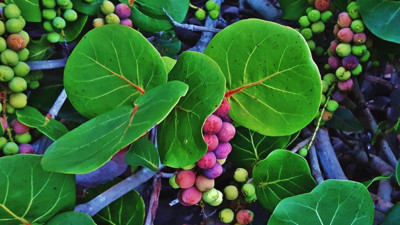 Romatizma ağrılarını dindiriyor. Astım hastalığının şikâyetlerini giderir. İşte şifa saçan ot