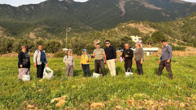 Yaşlanmayı durduruyor mide kanserini önlüyor. Hasadı başladı kilosu 50 TL
