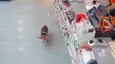 Marketten yiyecek çalan kedinin ve kediyi kovalayan çalışanın komik anları