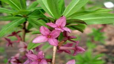 Zona tedavisinde faydalı ot ortaya çıktı