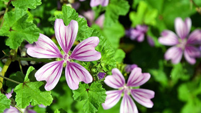 Kazan karası otu nelere iyi geliyor? İşte mucizeleri...