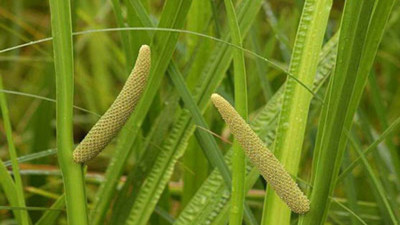 Azakeyeri otu şifa saçıyor. İşte mucizeleri...