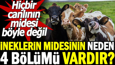 İneklerin midesinin neden 4 bölümü vardır? Hiçbir canlının midesi böyle değil