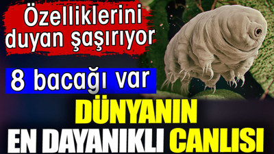 Dünyanın en dayanıklı canlısı. 8 bacakları var. Özelliklerini duyan şaşırıyor