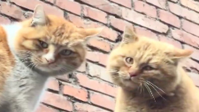 Kedilerle kedi gibi anlaşan adam kedileri bile şaşırttı