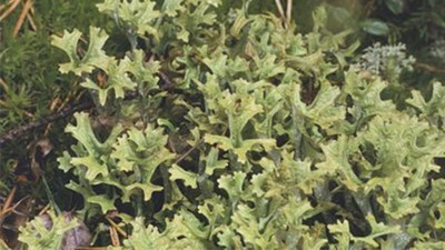 İzlanda dikenin neredeyse iyi gelmediği hastalık yok. İşte mucizeleri...