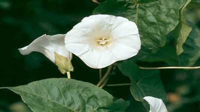 Gündüz sefası çiçeği herkeste görülen iki hastalığı bitiriyor