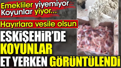 Eskişehir'de koyunlar et yerken görüntülendi. Emekliler yiyemiyor koyunlar yiyor.. Hayırlara vesile olsun