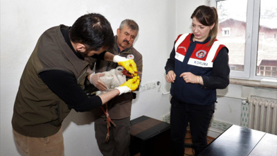 Yaralı leylek ekipler tarafından kurtarıldı