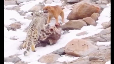 Leoparı Köpek Zanneden Zavallı Köpeğin Kaçış Anı Sosyal Medyayı Güldürdü