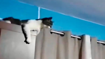 İnsan gibi tüküren kedi gülmekten kırdı geçirdi