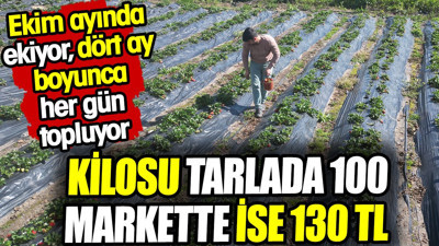 Kilosu tarlada 100 markette 130 TL! Ekim ayında ekiyor, dört ay boyunca her gün topluyor