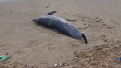 Kıyıya ölmüş yunus balığı vurdu