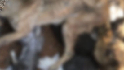 Barınaktaki onlarca köpek katledildi. İzmir'de feci olay