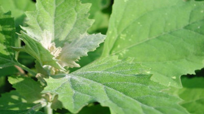 Saç derisindeki kepeklenmenin önüne geçiyor. Cildinizin yeniliyor. İşte o ot