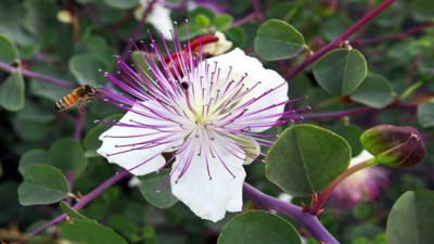 Bağırsakları ter temiz yapan ot ortaya çıktı