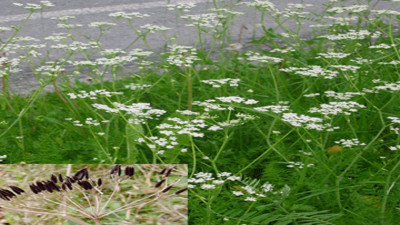 Karaman kimyonunun mucize faydaları ortaya çıktı