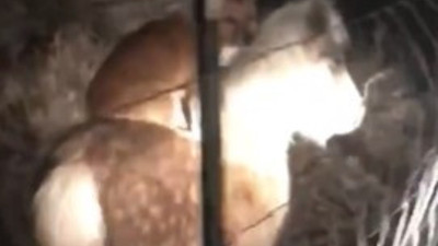 Komşusunun köpeğini midillisine binerken buldu