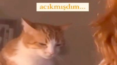 Kedisine mama vermeyi unuttu eve dönünce kedinin gazabıyla karşılaştı