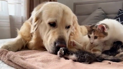 Köpekten insanlar gibi lohusa ziyareti: Yeni doğum yapan kedi arkadaşını ziyaret etti