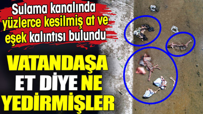 Vatandaşa et diye ne yedirmişler. Sulama kanalında yüzlerce kesilmiş at ve eşek kalıntısı bulundu
