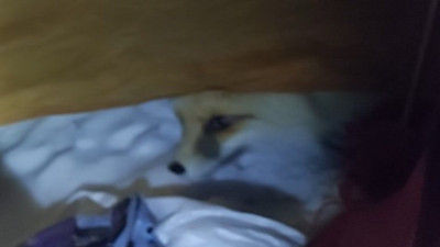 Dağcıların çadırına dadandı: Ev yapımı helvayı yiyen tilki görenleri şaşırttı