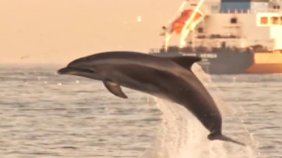 İstanbul Boğazı'nda dans eder gibi sıçrayan yunusun keyifli anları beğeni topladı