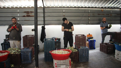 Enginar hasadı başladı soyucular paraya para demiyor. Adedini 15 saniyede ayıklıyorlar