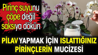 Pilav yapmak için ıslattığınız pirinçlerin mucizesi. Pirinç suyunu çöpe değil saksıya dökün