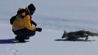 Palandöken zirvesinde ziyafet: Tilki balıkları afiyetle yedi