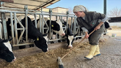 Hayvancılıkta alarm zilleri çalıyor. Besiciler çaresiz