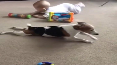 Bebeğin ilk öğretmeni: Köpekten özel emekleme dersi