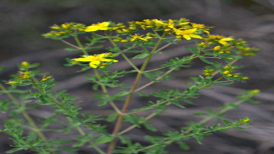 Depresyon ve menopoza iyi geliyor. İşte şifa deposu ot